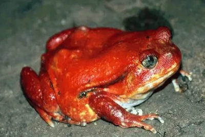 Sapo Tomate - MadagÃ¡scar