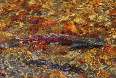 Spawning Salmon