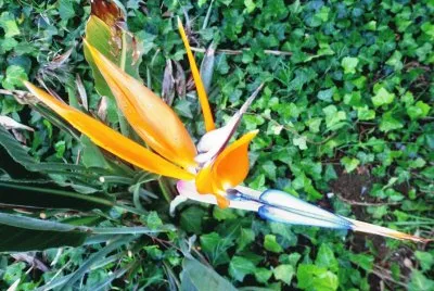 flor