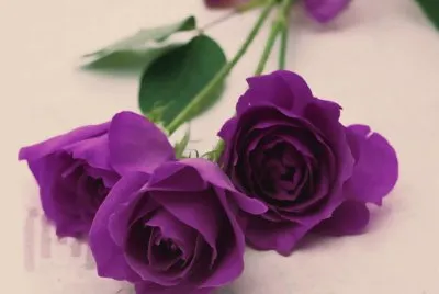 פאזל של Romantic Purple Roses