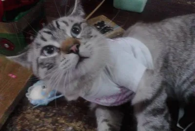 GATO FAQUIR