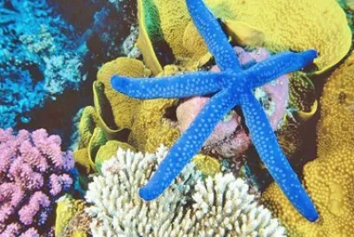 fondo Marino