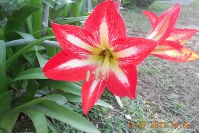 flor