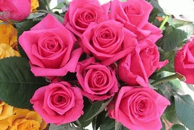 rosas
