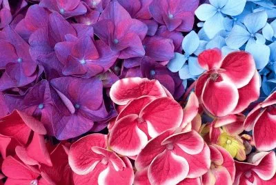 flores