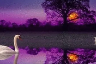 פאזל של Swan in Reflecting Pond