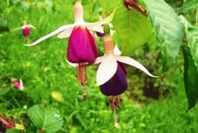dancing flowers-30