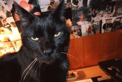 der Schwarze