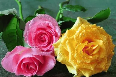 3 Rosas
