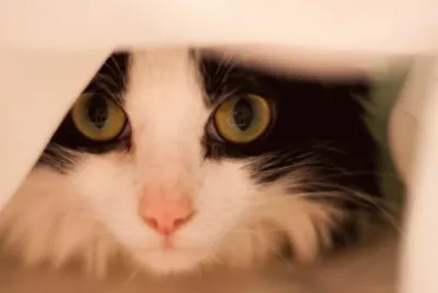 shy cat