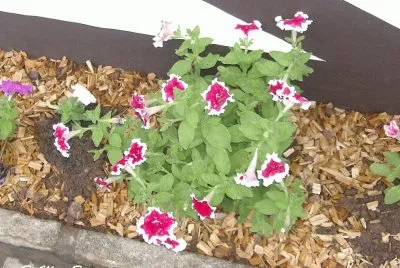 Delicadeza