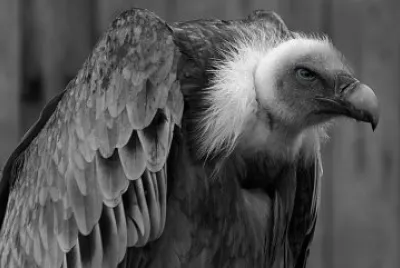 ANIMALES