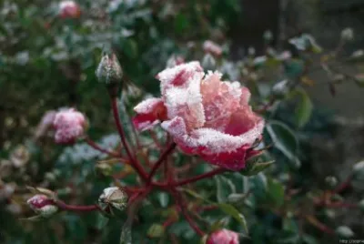 Frozen Rose