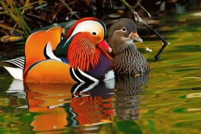 Mandarin Ducks couple
