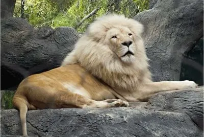 Beautiful Lion jigsaw puzzle