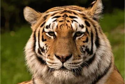Beautiful Tiger jigsaw puzzle