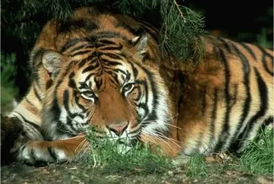 Tiger in the shade jigsaw puzzle
