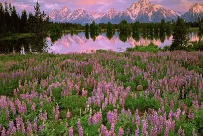 Pilgrim Creek  Grand Teton  Wyoming  USA