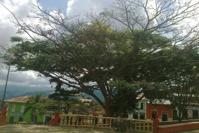 arbol