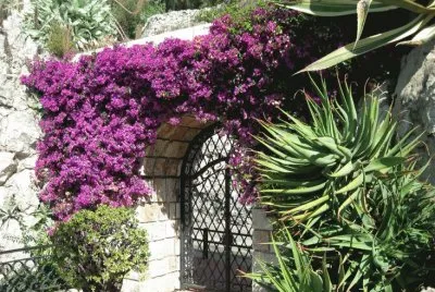 Flower Riviera  Italy