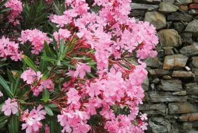 Flowers  Italian Riviera