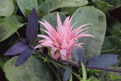 Beautiful Cactus Flower