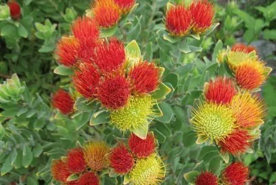 Protea 's  South Africa