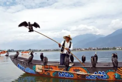 Fisherman with his Birds  Yunnan  China