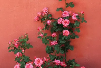 Roses in the Garden
