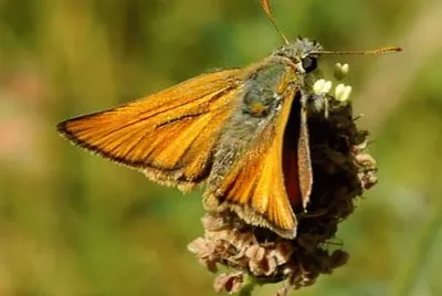 Thymelicus Sylvestris