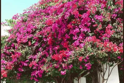 Only Flowers