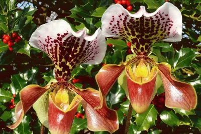Beautiful Orchids jigsaw puzzle