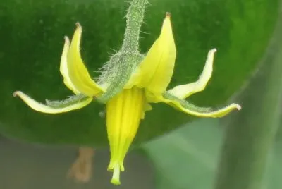 פאזל של èŠ±