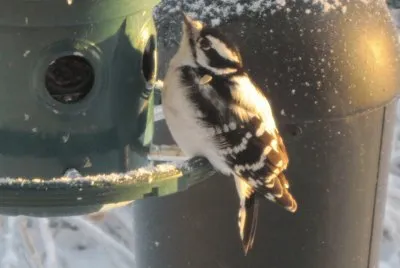 Woodpecker