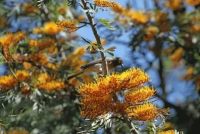 פאזל של Red Eye BÃ¼lbÃ¼l  Namibia