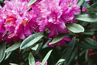 פאזל של Rhododendron