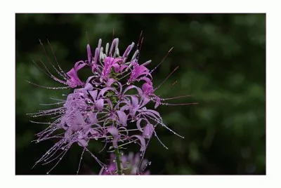 פאזל של Filigranes Flower Sikkim