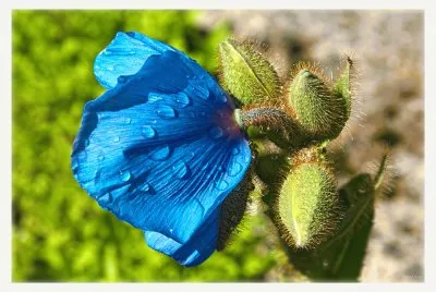 פאזל של Himalya Flower