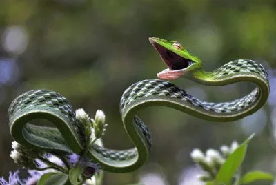 פאזל של Green Vine Snake