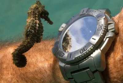 פאזל של Seahorse time check