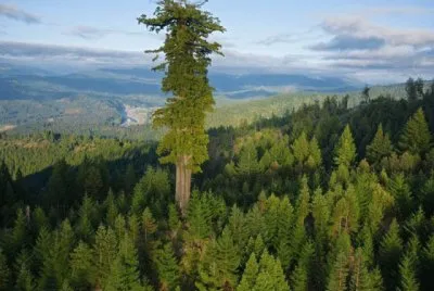 Tallest tree in the woods
