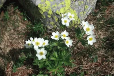 Anemonas