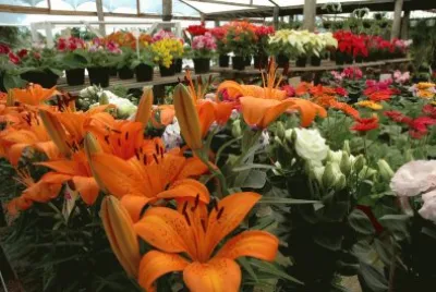 Flores Alaranjadas