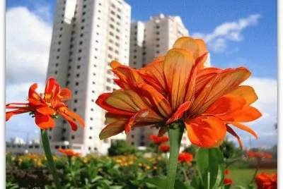 Flor em primeiro plano jigsaw puzzle