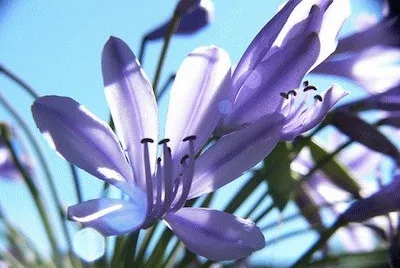 agapanto