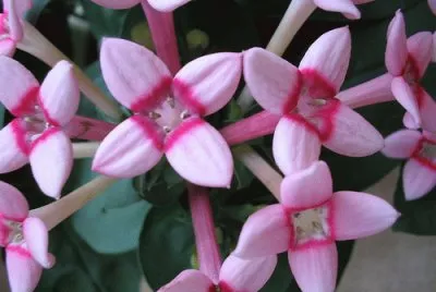 BOUVARDIA