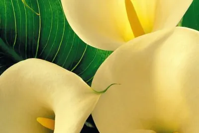 CALLA