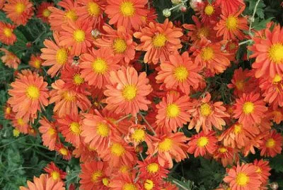 CRISANTEMO MULTIFLORA