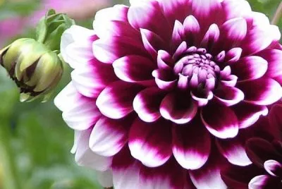 DALIA