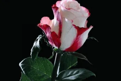 La rosa